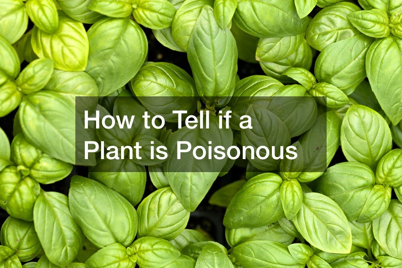 How to Tell if a Plant is Poisonous